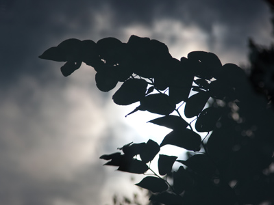 Reflected sky and leaves.