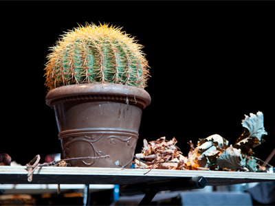 A barrel cactus affectionately known as Eileen awaits its debut as a musical instrument.