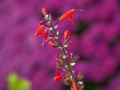 I climbed awkwardly onto a rock to put these two colors together.