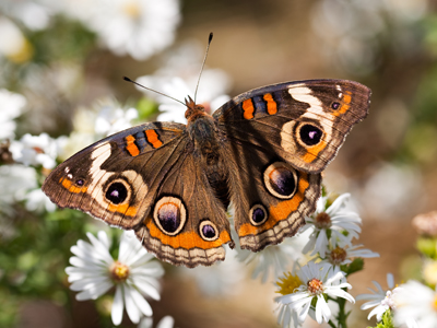 This time patience paid off as a butterfly landed right where I wanted it to, and then obligingly opened its wings.