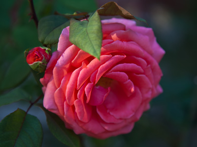 Last call for roses.