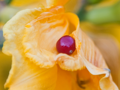 Like a pearl in an oyster, this lily caught a berry fallen from a nearby tree.