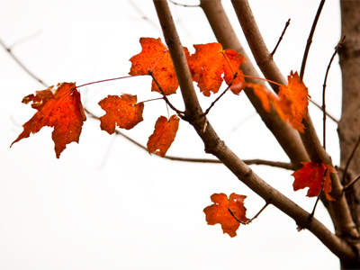 Spring is about the few becoming the many.  Fall is about the many becoming the few.