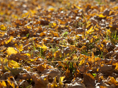Where bran cereal comes from.
