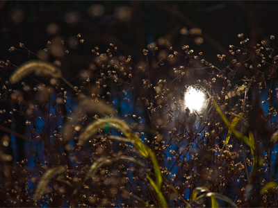 Hua sh�ngkai de xiaof�ng (Blooming of Fire Flower).