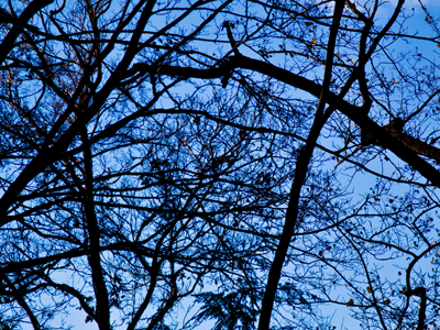 Yongb�o wu d� wuq� (Embrace of Woody Arms).