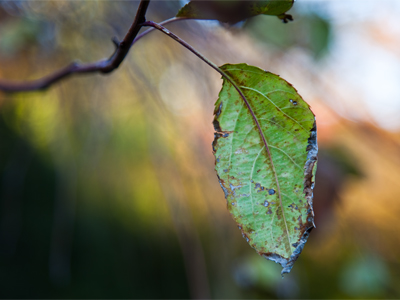 This rather meaningless photograph illustrates just about everything I try to do when I take pictures.