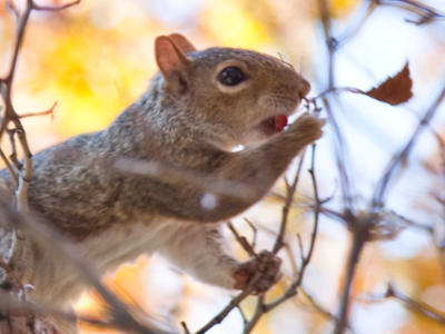 We both like berries.