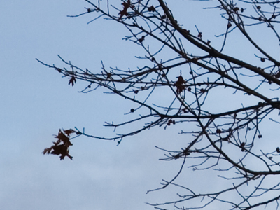 The last of its kind.