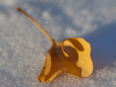 Winter is death.  Spring is resurrection.