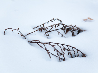 Can spring be far behind?