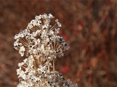 I wonder what the little black thingies are on the petals, and whether they grew there or were deposited by bugs.