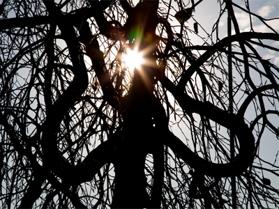 As 2010 ends, I`ve now taken photos 2,412 days in a row.