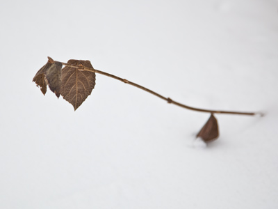 I sit beside the fire and think of how the world will be, when winter comes without a spring that I shall ever see. BILBO BAGGINS