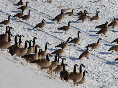 I have an idea that will eliminate hunger in our community, and make the river corridor cleaner at the same time.