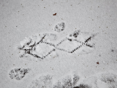 My letter carrier, a professional walker, leaves a distinctive trail.  Are those chains?