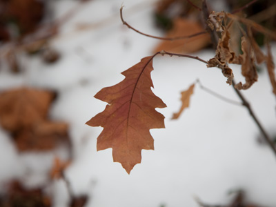 `Dunno what he`s doin, kinda kneeling on the sidewalk.  Better call 9-1-1.  Wait!  He`s takin a pitcher of somethin.`