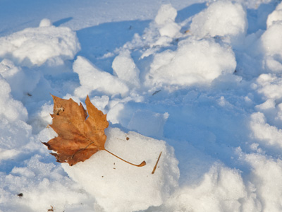 Man, leaves are SO last season!