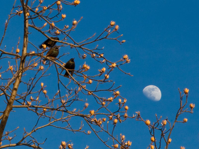 By the light of the silvery moon.