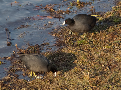 Black feathers, white beak and red eyes:  you`re not from around here, are you?  The American Coot is common in the far northwest of Canada, and Dayton, Ohio, is on the extreme southeastern edge of its winter territory.