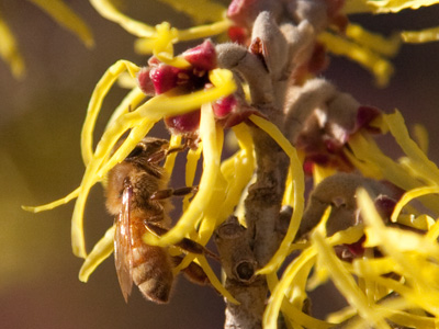Witch hazel in bloom in February.  Oh, and bees too.