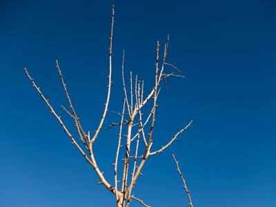 Nearly every species on earth experiences significant change during winter.  We try to pretend that we don`t.