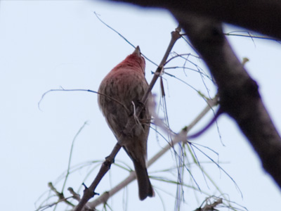 A finch building a nest.  Maybe the groundhog was right.