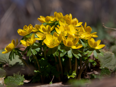 The shape of things to come.