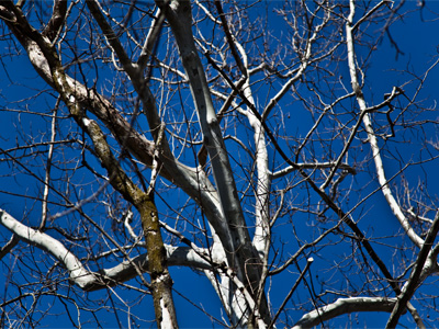 There was a cicada in that tree somewhere.