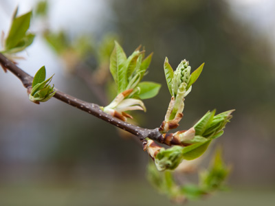 The promised kiss of springtime that makes the lonely winter seem long.