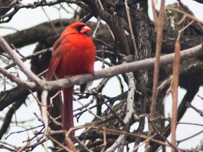 The arrival of spring is just a rumor.