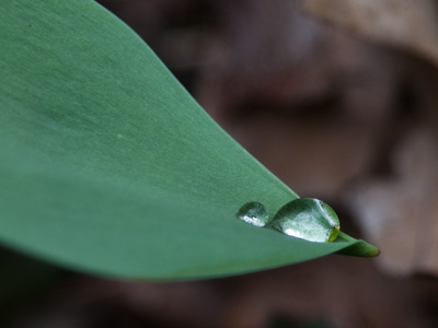 This isn`t a raindrop, since it didn`t rain today.  It snowed.