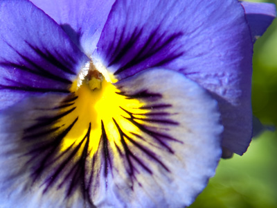 My high school colors.