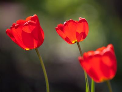 We must begin to seek the wisdom of the children, and the graceful way of flowers in the wind. JOHN DENVER