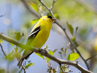 I scored this picture using my ears rather than my eyes.