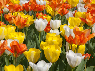 Someone planned this color combination months ago.