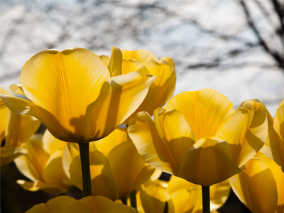 I spend a of time crouching down to flower level.
