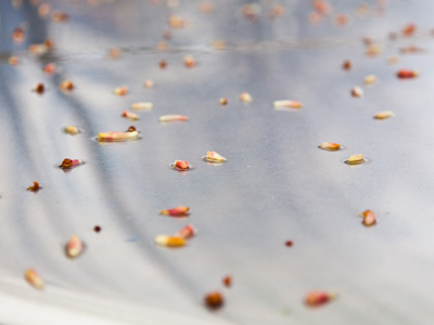 Springtime litter on the stainless steel top of the mailbox.