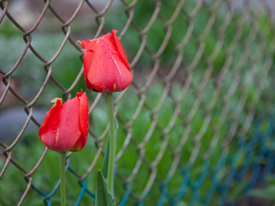 Springtime in the city.