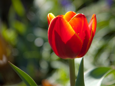 I tell people in my photography workshops not to take pictures of single flowers.  Hopefully they don`t listen.