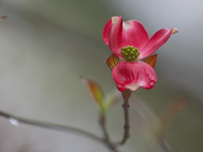 If there HAD been more, I would`ve shot them too.