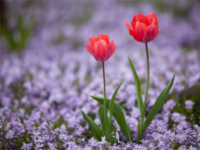 This is the time of year when breathtaking visions can be found ten feet away from a busy street.