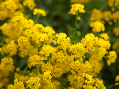 By pushing a few buttons on my camera, I can make it look sunny.