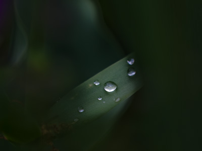 I had a large telephoto lens on my camera, standing a few feet away from some rain-soaked flowers.