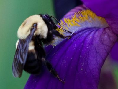 Even in the rain, the work must go on - for me and the bee.