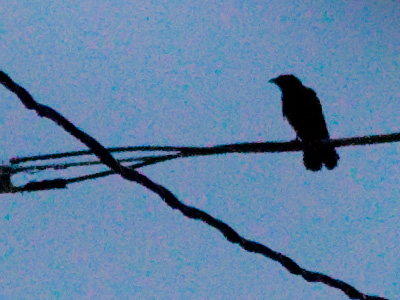 Crow.