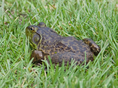 A second later, it was just a splash in the pond.