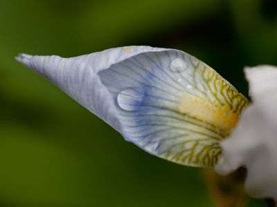 Not all irises are purple.