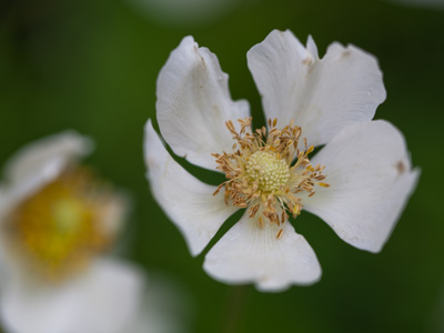 I spent a lot of time kneeling in the backyard today.
