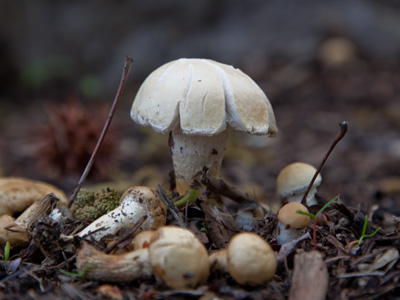 The ground has been kind of damp lately.